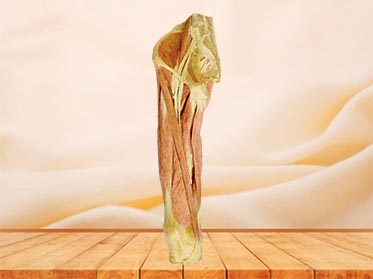 Superficial muscles of thigh plastinated specimen