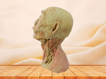 Superficial vascular nerve of head and neck
