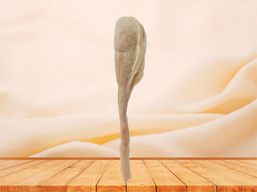 Testis and epididymis human plastinated for sale