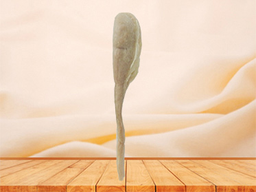 Testis and epididymis human plastination supplier