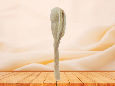 Testis and epididymis plastinated body