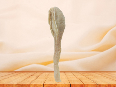 Testis and epididymis plastinated organs