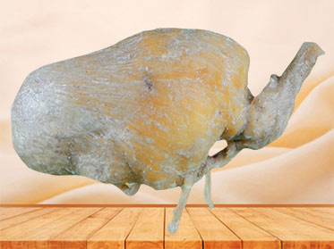 The anatomy of pig urinary bladder plastinated specimen