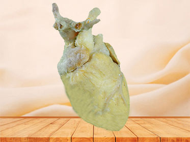 The anatomy of sheep cardiovascular plastinated specimen