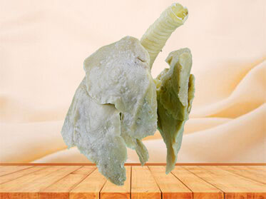 The lung of dog plastination specimen