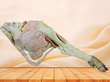 The muscle of pig hind leg plastination specimen