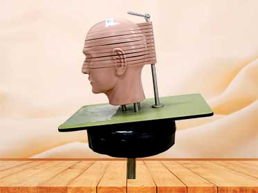 Transverse plane model of the head and neck