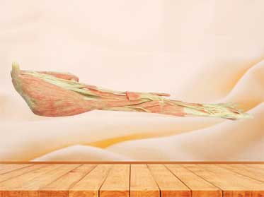Upper limb arteries