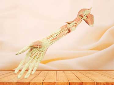 Upper limb arteries teaching specimen