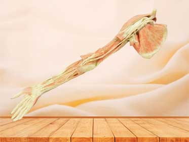 Upper limb artery specimen for sale