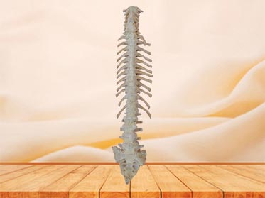 Vertebral column plastinated specimen