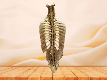 Vertebral column plastinated specimen