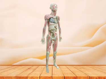 Whole body plastinaton for sale