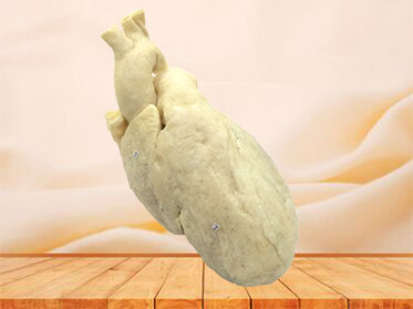 Whole heart plastinated human specimen