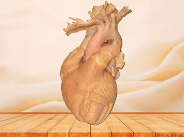 Whole heart plastinated specimen