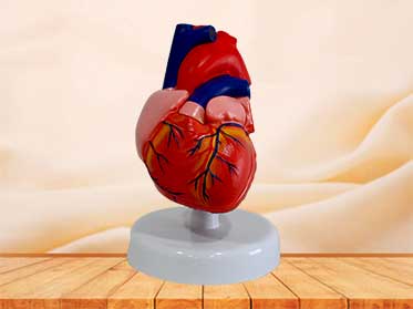 anatomy heart  model