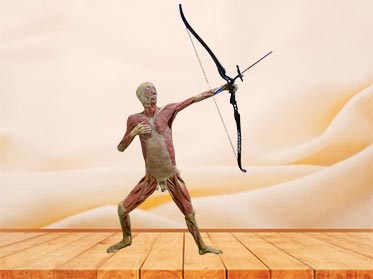 archery plastinated specimen