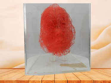 artery of head and neck teaching casting specimen