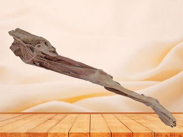 artery of lower extremity plastination specimen