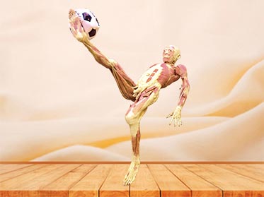 bicycle kick plastinated specimen