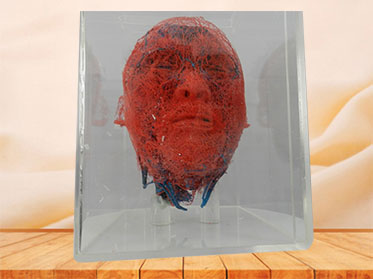 blood vessels of head and neck teaching casting specimen