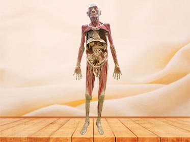 blood vessels of whole body plastinated specimen