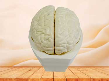 brain anatomy model