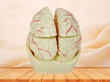 brain and brain artery anatomy model