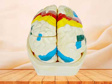 brain cortex model