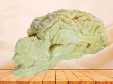 brain hemisphere of sheep medical teaching specimen