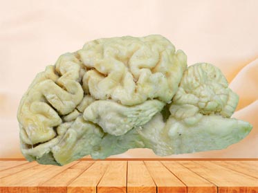 brain hemisphere of sheep plastination