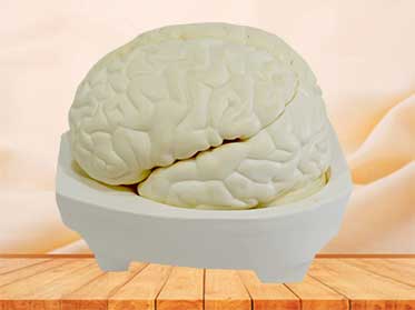 brain medical model