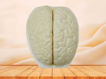 brain model