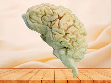 brain of sheep plastinated specimen