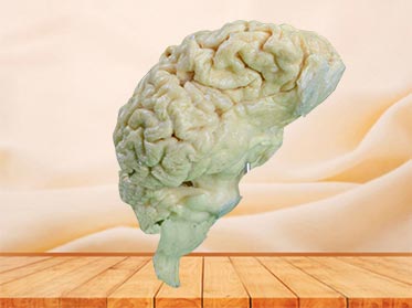 brain of sheep specimen plastination