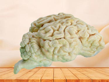 brain of sheep teaching specimen
