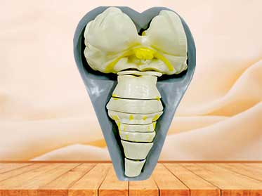 brain stem slice section model