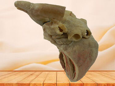 cardiac conduction system plastinated speciemen