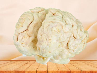 cattle brain specimen plastination