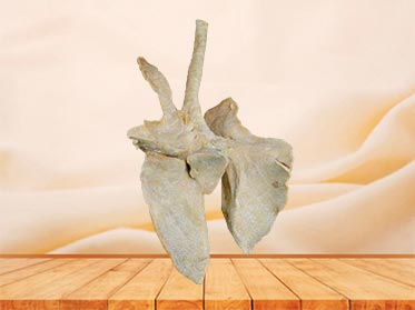 cattle lung plastinated specimen