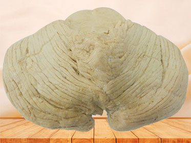 cerebellum plastination specimen