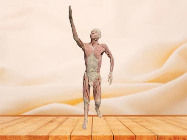 chairman plastinated specimen