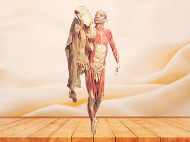 chairman plastination