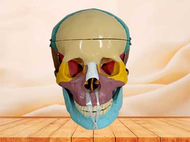 colorful skull model