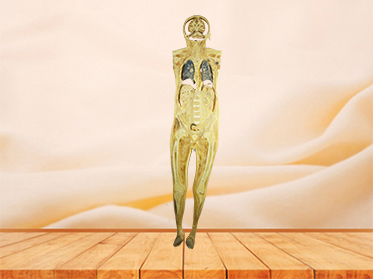 coronal section of human plastinated specimen
