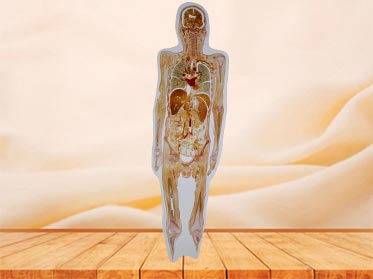 coronal section of whole body embedded teaching  specimen