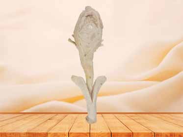 corpus cavernosum penis