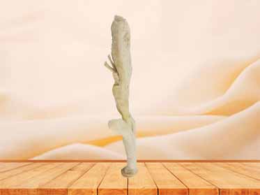 corpus cavernosum penis human body plastination
