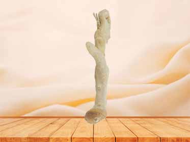 corpus cavernosum penis human plastinated for sale