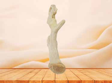 corpus cavernosum penis human plastination